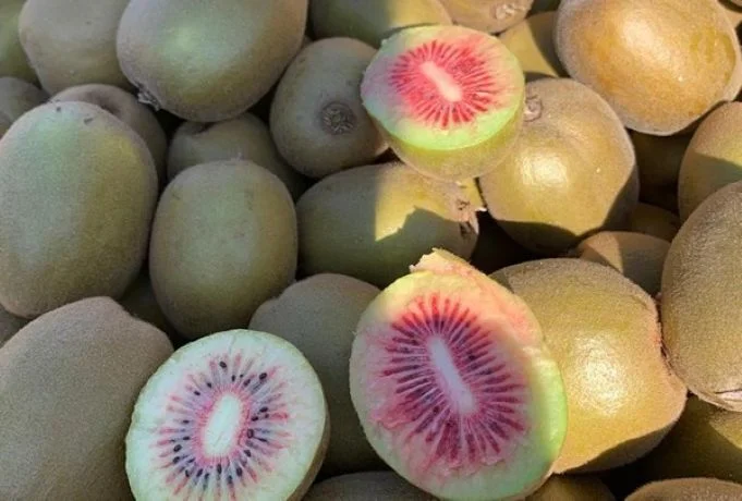 kiwi rosso 2
