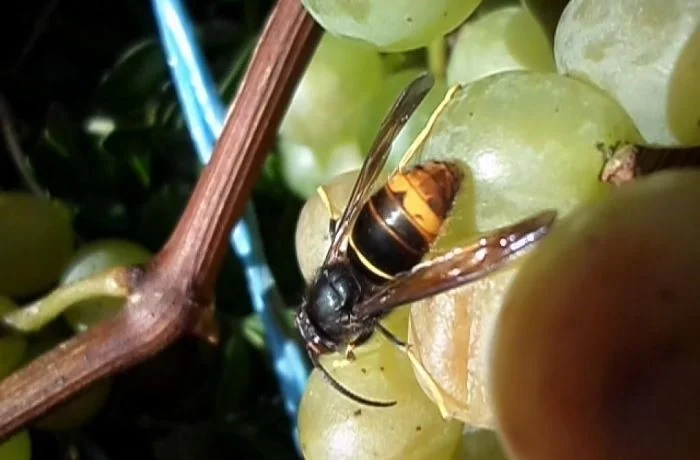 la vespa velutina