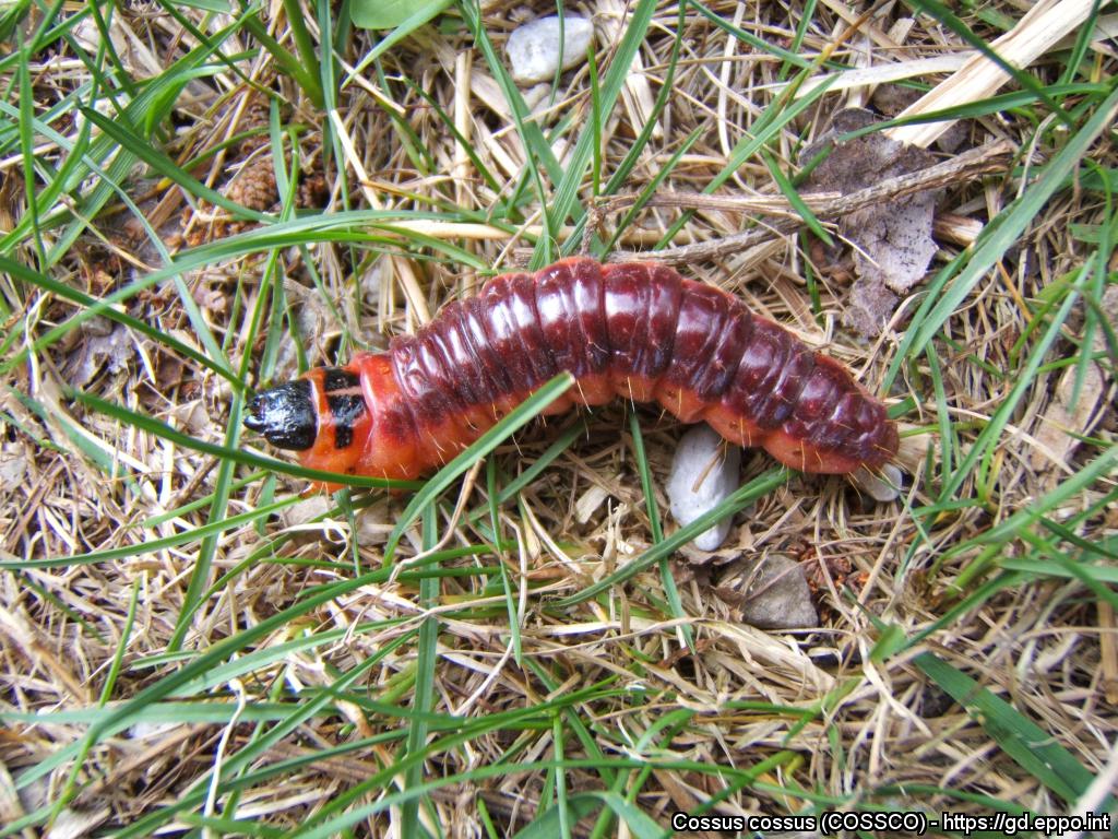 large
