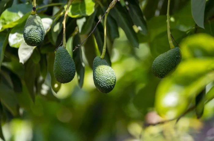 lavocado pianta
