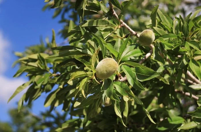 maculatura 3 1