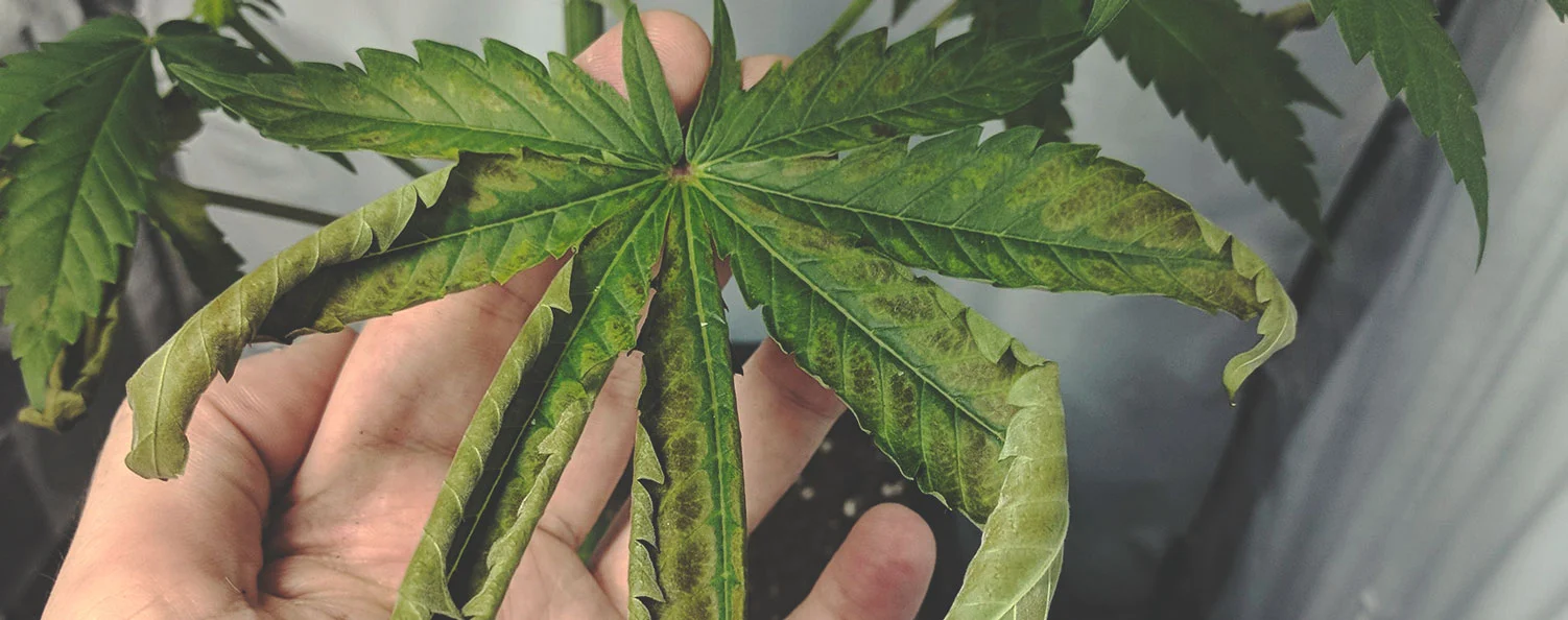 manganese deficiency cannabis 1