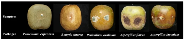 marciumi del kiwi