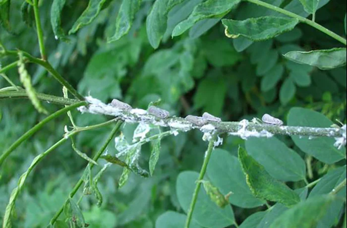 metcalfa pruinosa 1 1