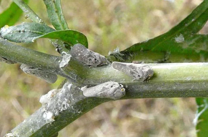 metcalfa pruinosa 2