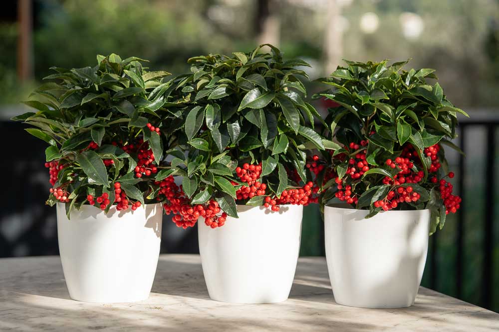 mistikakipou ardisia crenata frontida