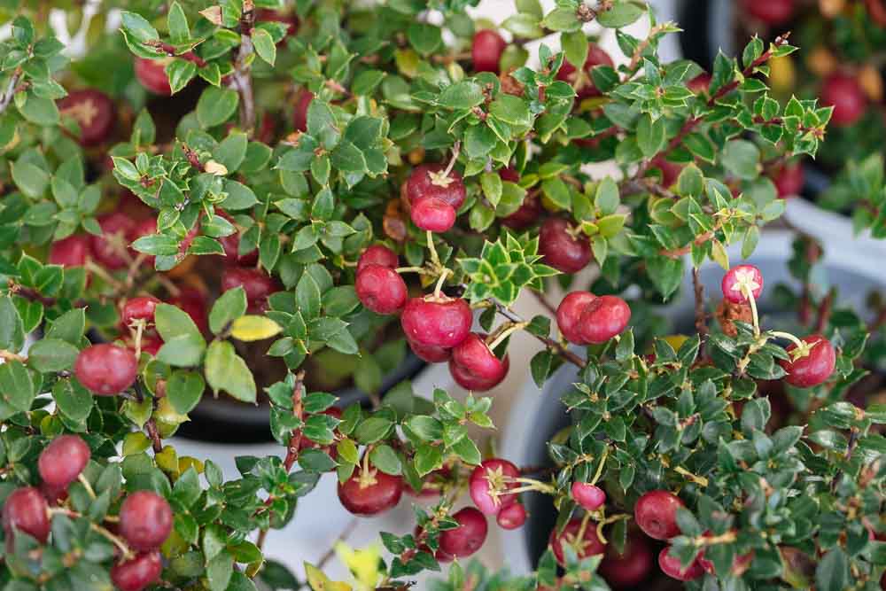 mistikakipou gaultheria frontida