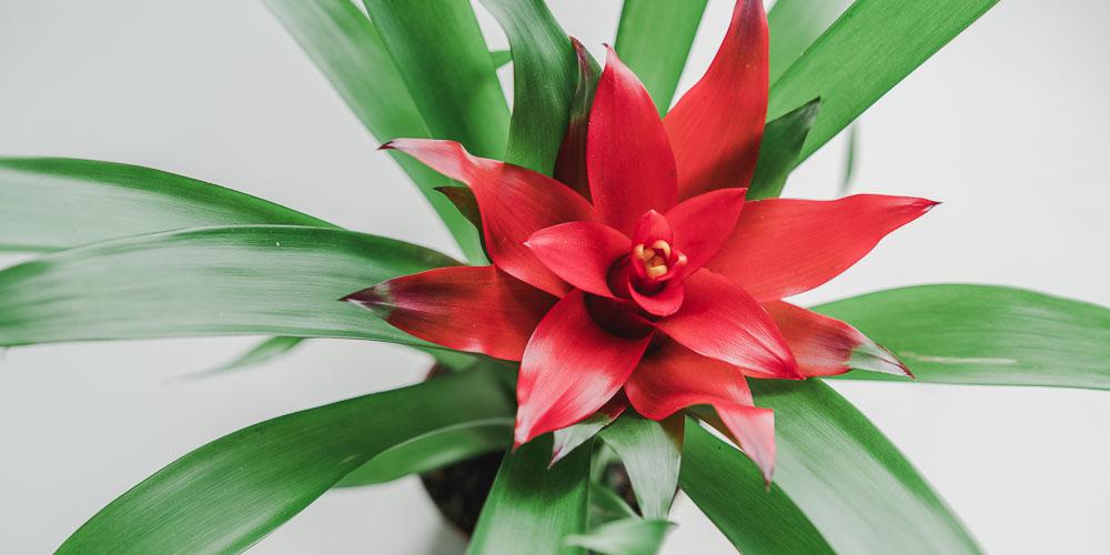mistikakipou guzmania frontida