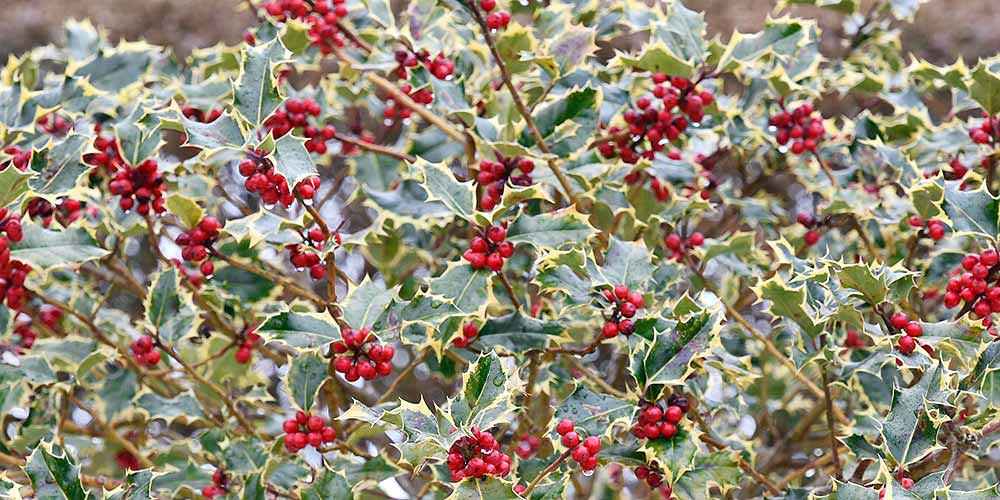 mistikakipou ilex ou arkoudopournaro