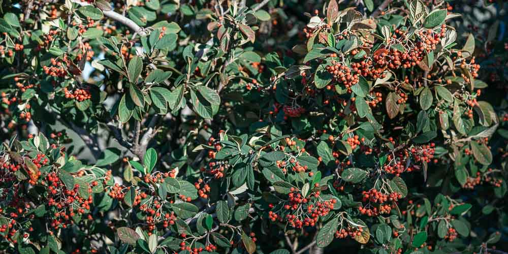 mistikakipou kidoniastro cotoneaster frontida