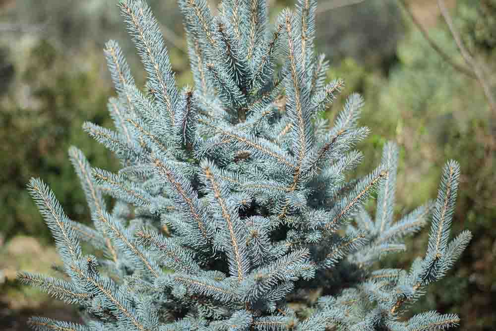 mistikakipou picea frontida