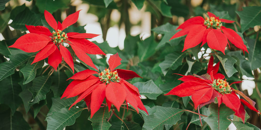 mistikakipou alexandrino poinsettia louloudi xristougennon