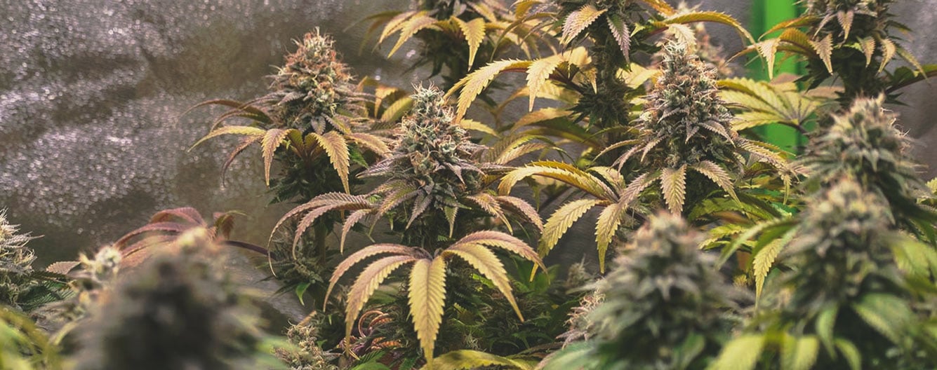 molybdeno deficiency cannabis