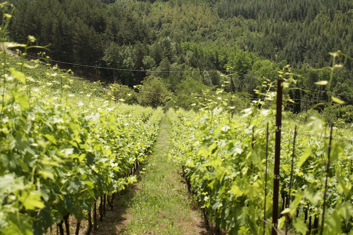 montanga viticoltura vitivinicoltura vigneto sangiovese vite biologico biodinamico giugno 2023 azienda agricola villa papiano fonte agronotizie