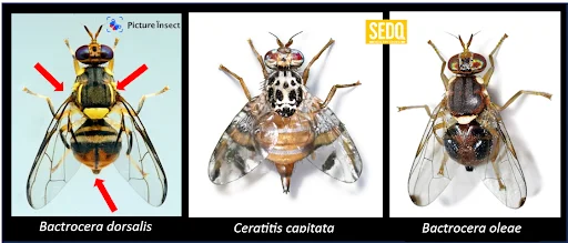mosca orientale della frutta 1