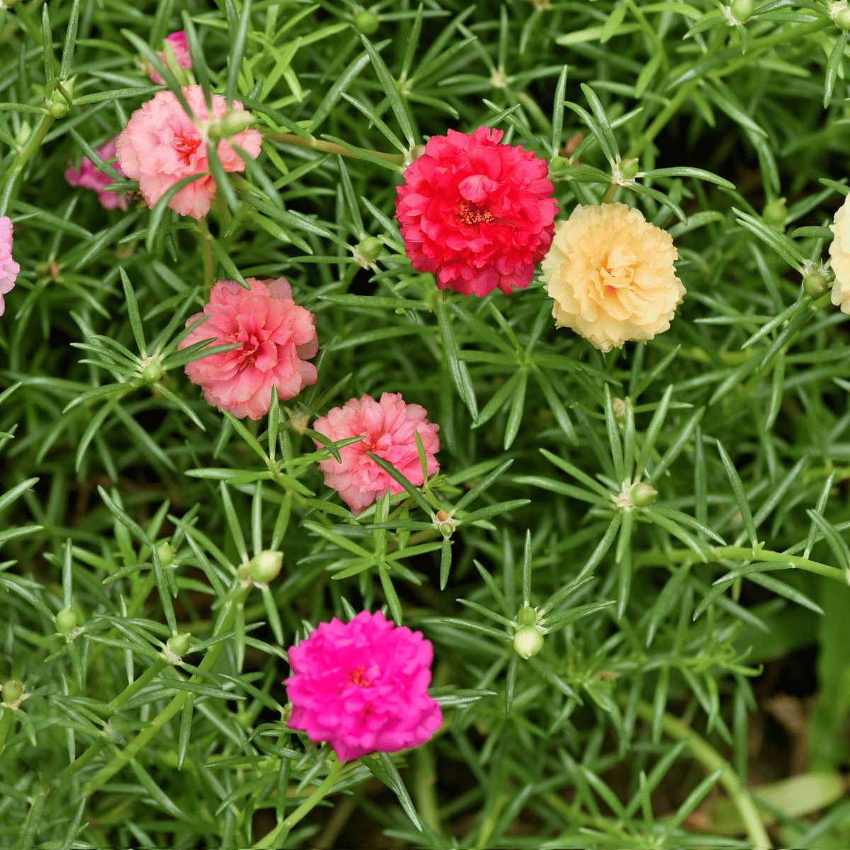 moss rose 1