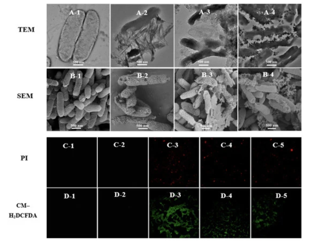 nanocu5