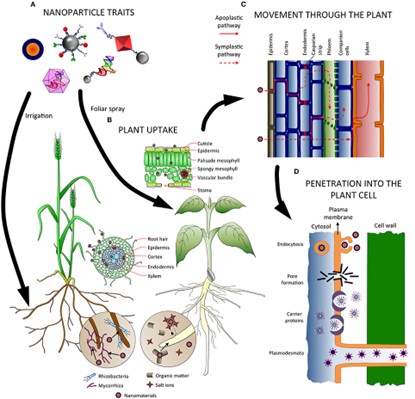nanotechnology in agriculture 5