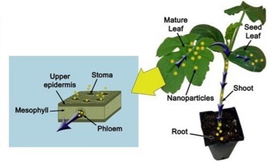nanotechnology in agriculture 6