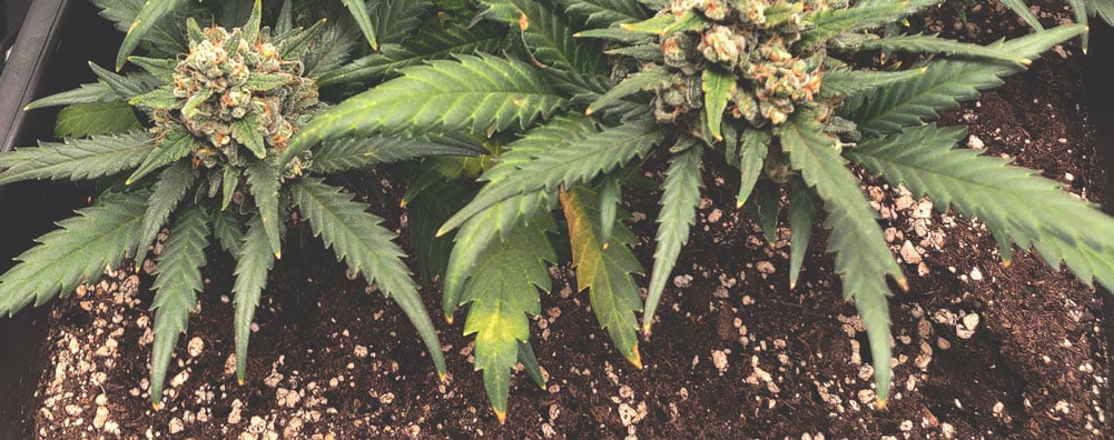 nitrogen deficiency cannabis