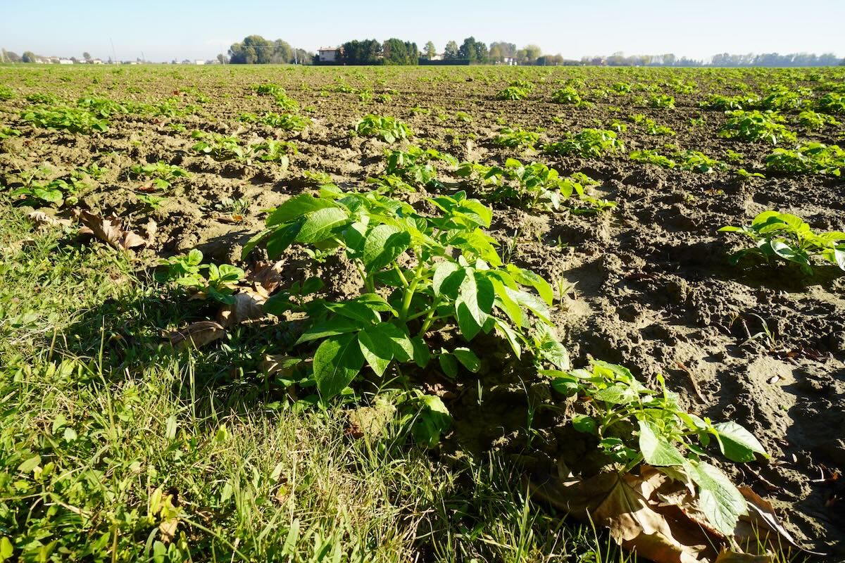 patata pianta campo piante patate pataticoltura novembre 2023 agriturismoitrecasali fonte agronotizie 1200x800