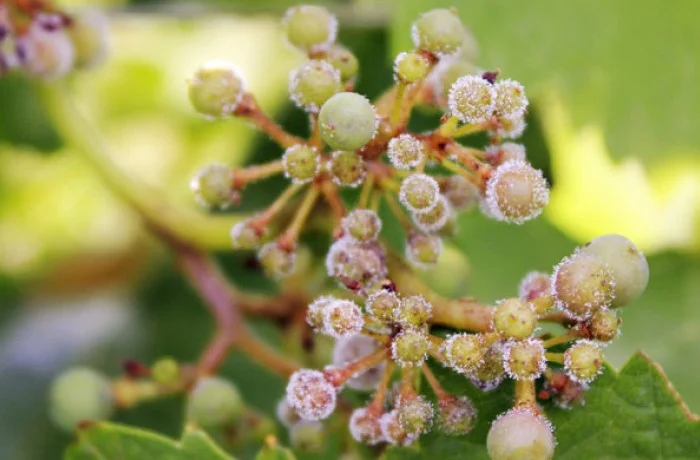 peronospora della vite