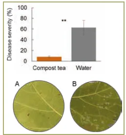 peronospora e te 2