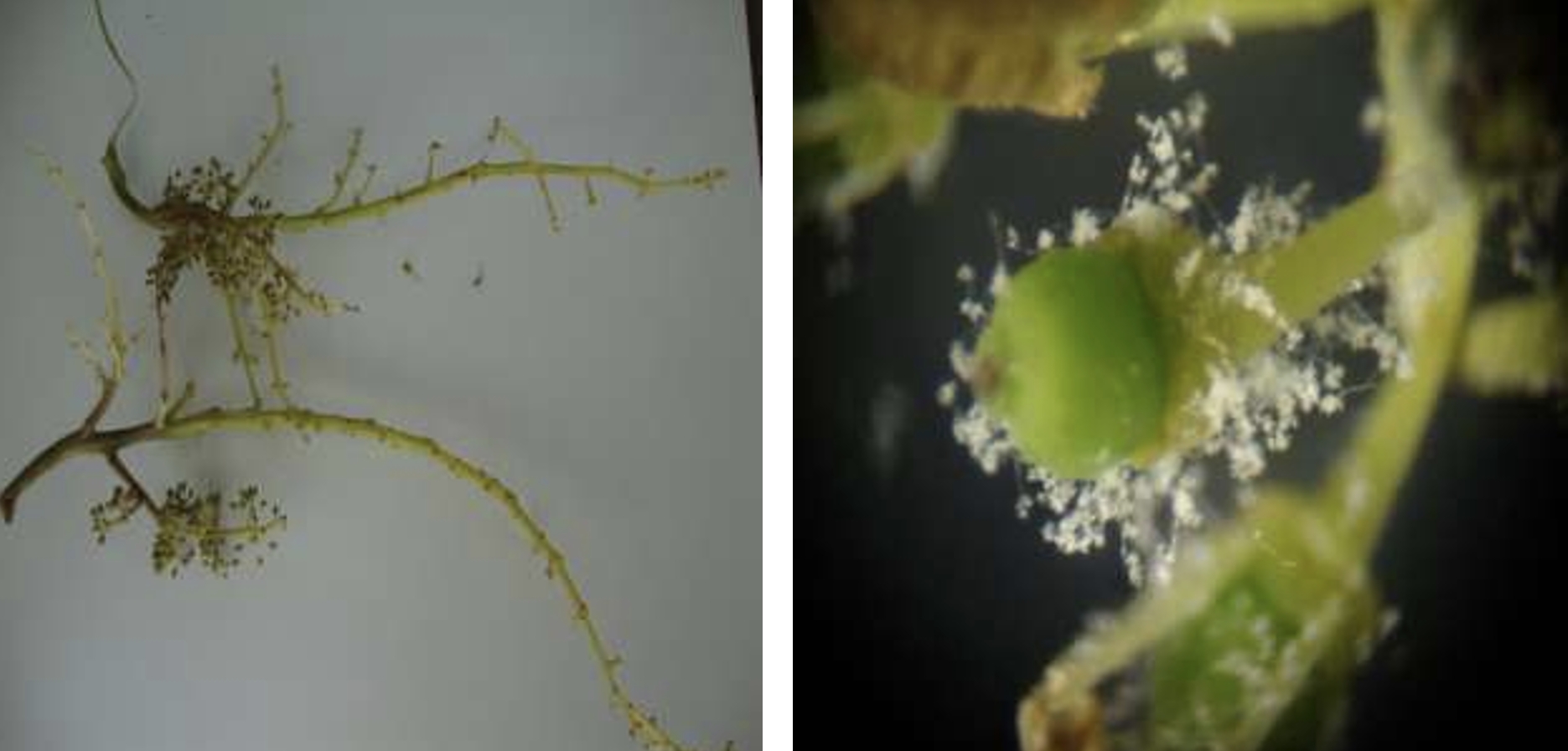 peronosporos