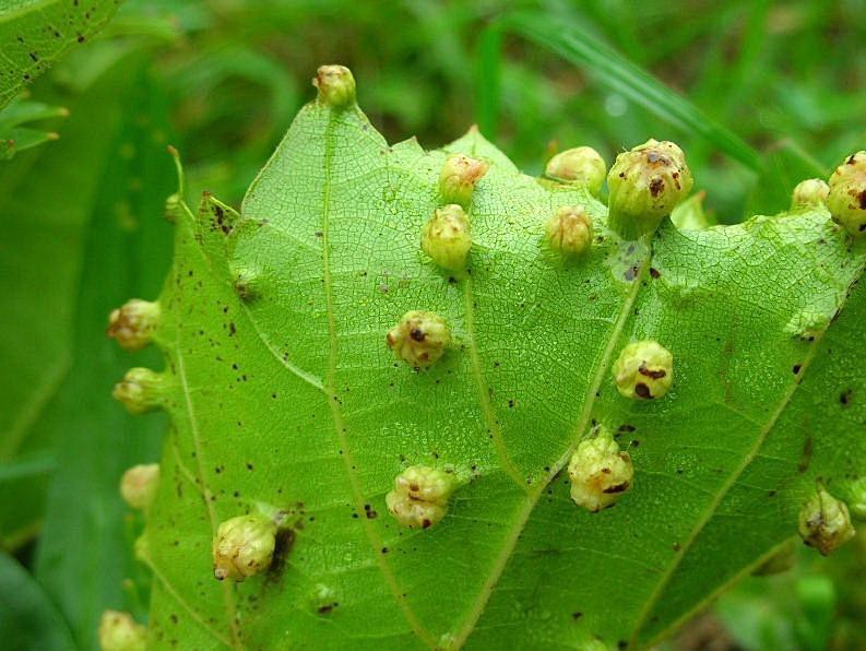 philoxira