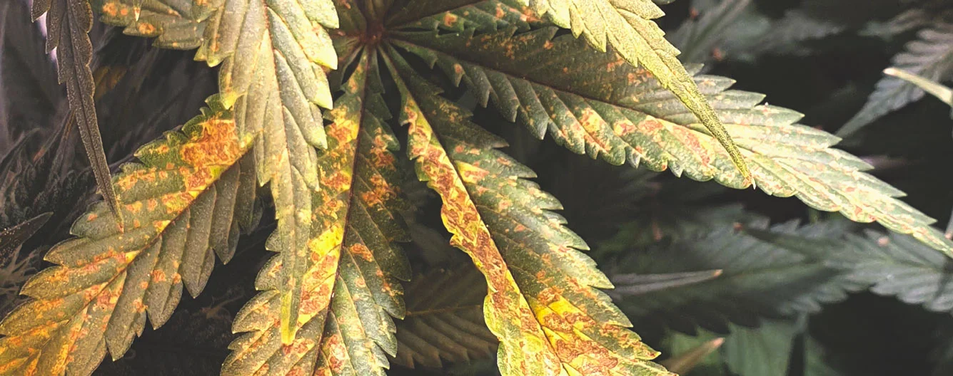 phosphorous deficiency cannabis