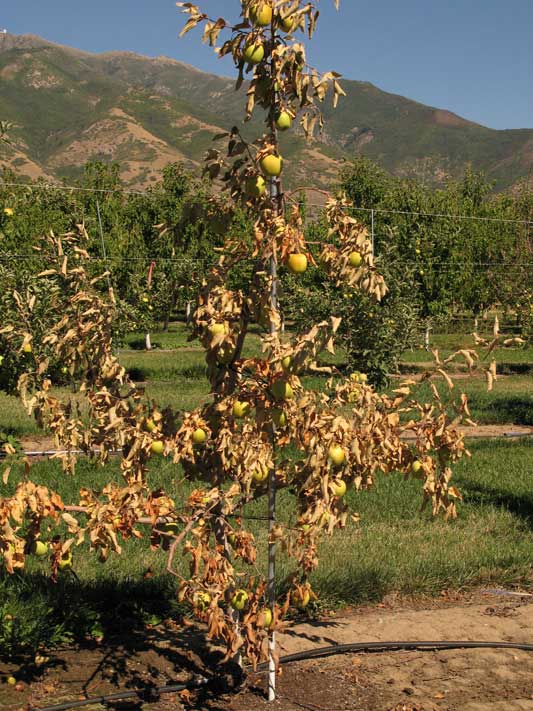 phytoph tree