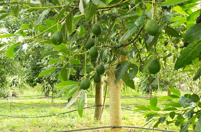 pianta di avocado