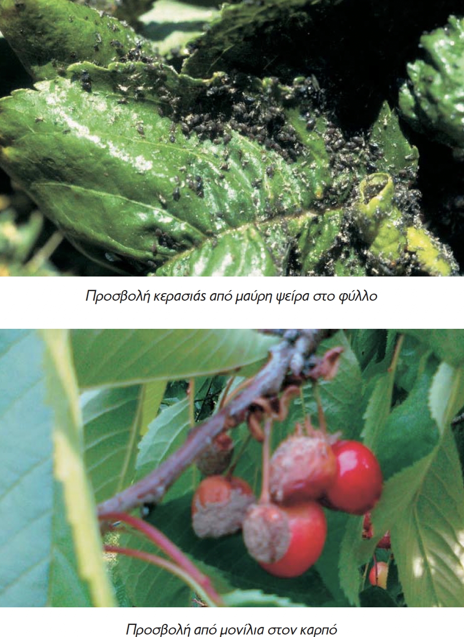 plantprotcherry