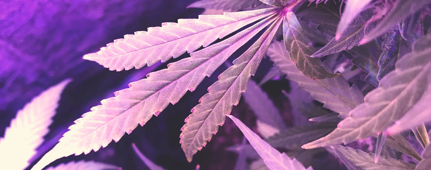 potassium deficiency cannabis