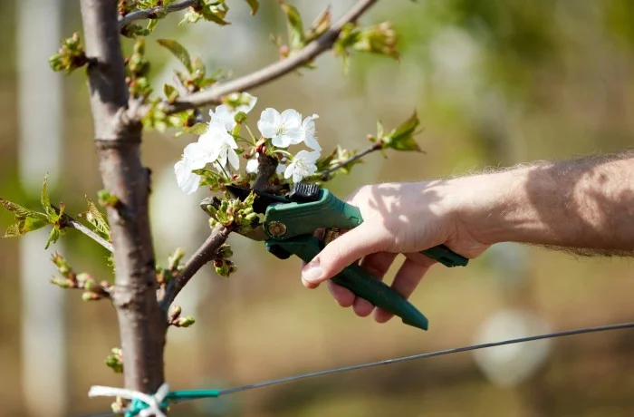 potatura del ciliegio 2