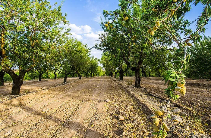 potatura del mandorlo 1