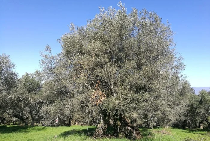 potatura dellolivo abbandono