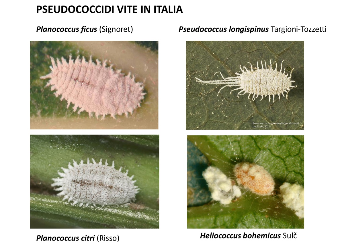 pseudociccidi unipisa 1200