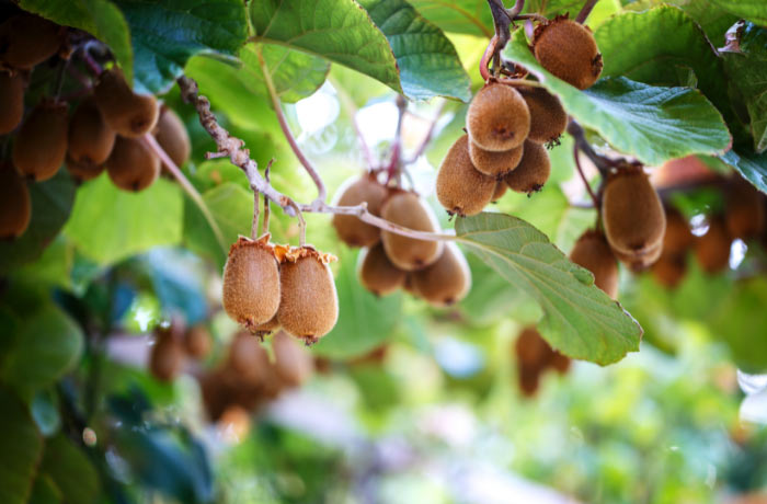 qualita del kiwi 2 1