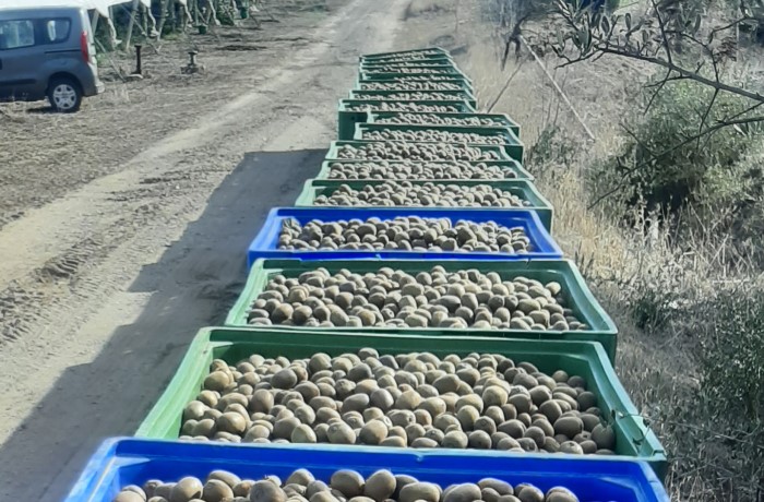 raccolta dei kiwi 1