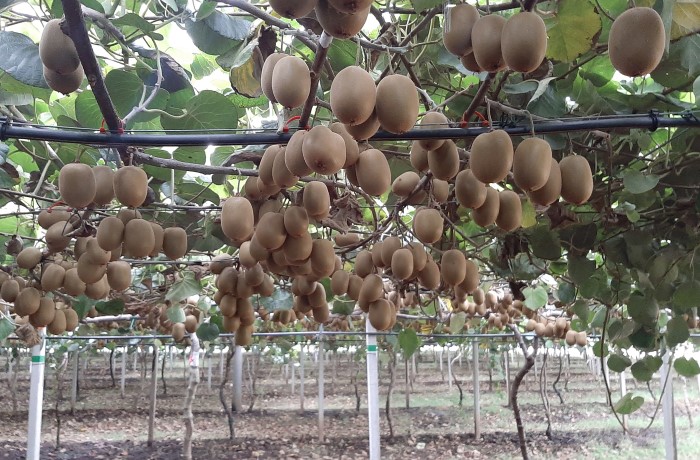 raccolta dei kiwi 2024