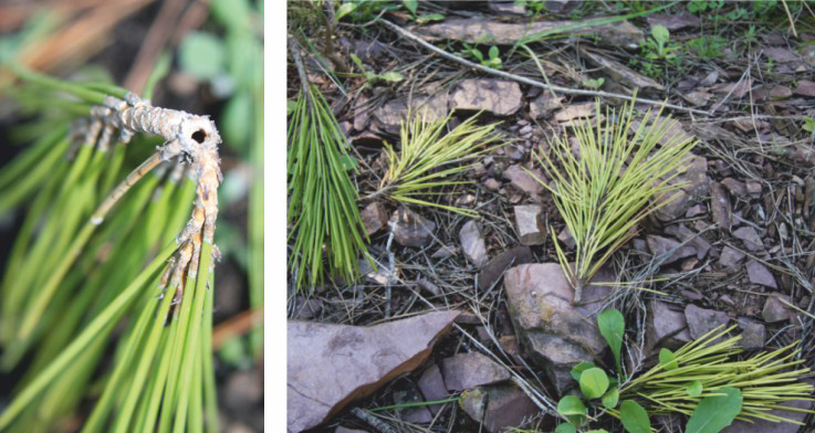 ramillos perforados 1