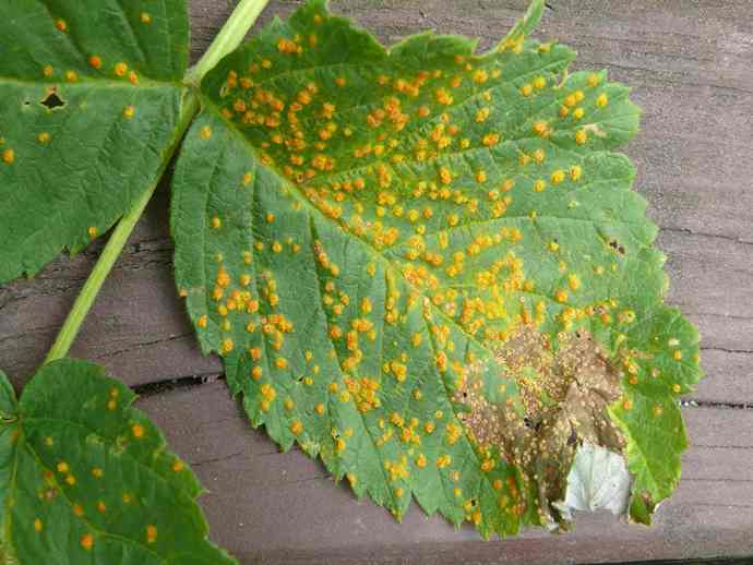 raspberry rust 11zon