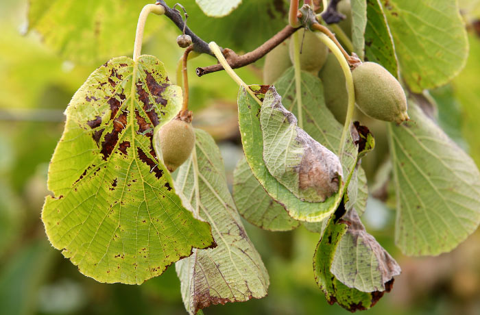 resistenza del kiwi al cancro batterico