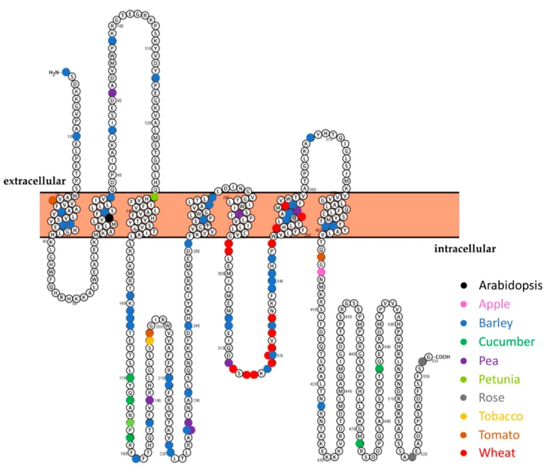 saving crops from powdery mildew with crispr cas9 genedi eting 1