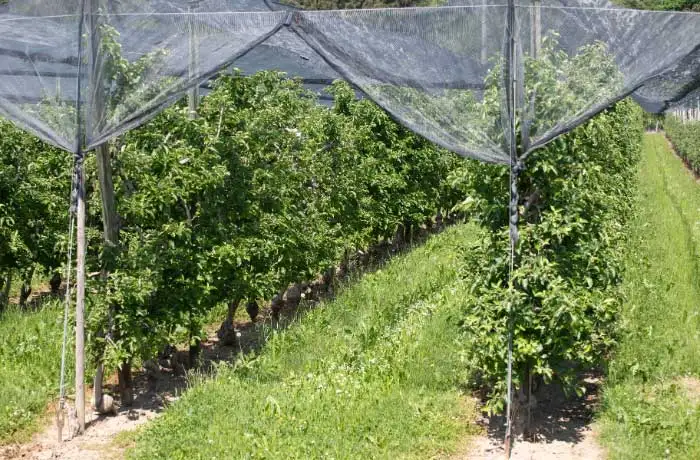 sistemi di copertura frutteti