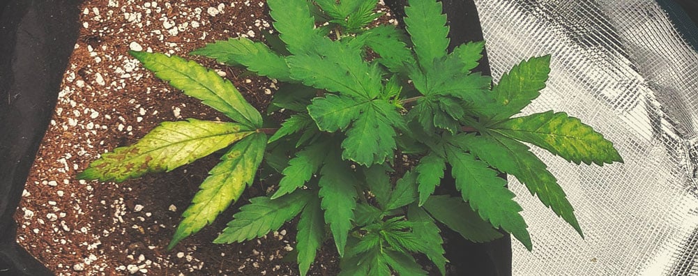 sulphur deficiency cannabis