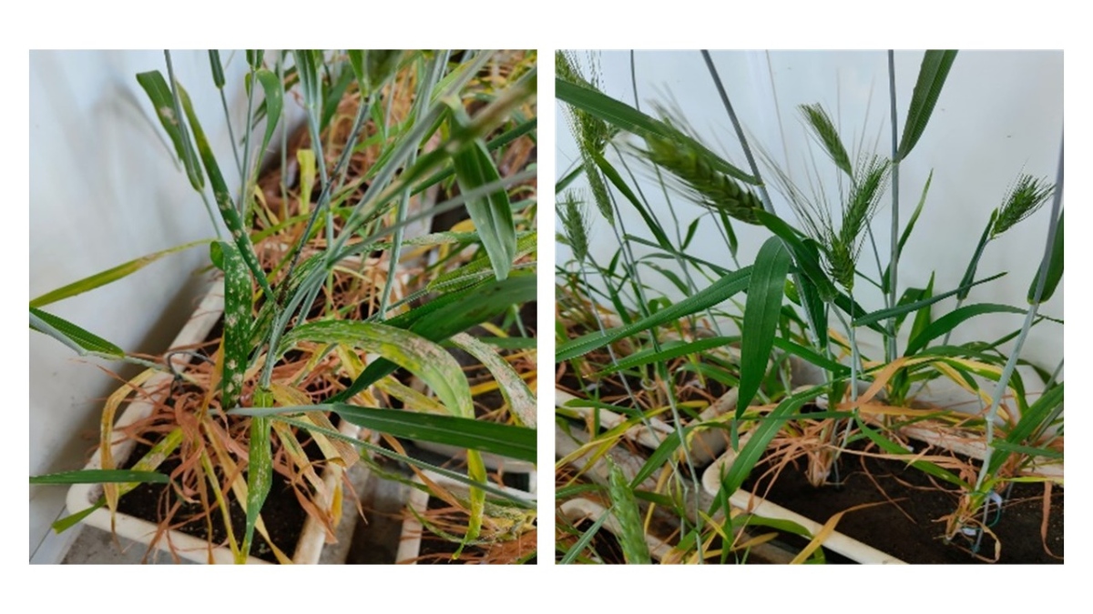 svervo e pianta resistente allo stadio adulto