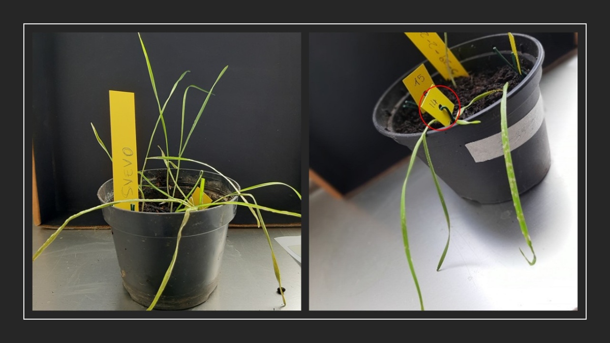 svevo e linea resistente allo stadio di plantula 1200