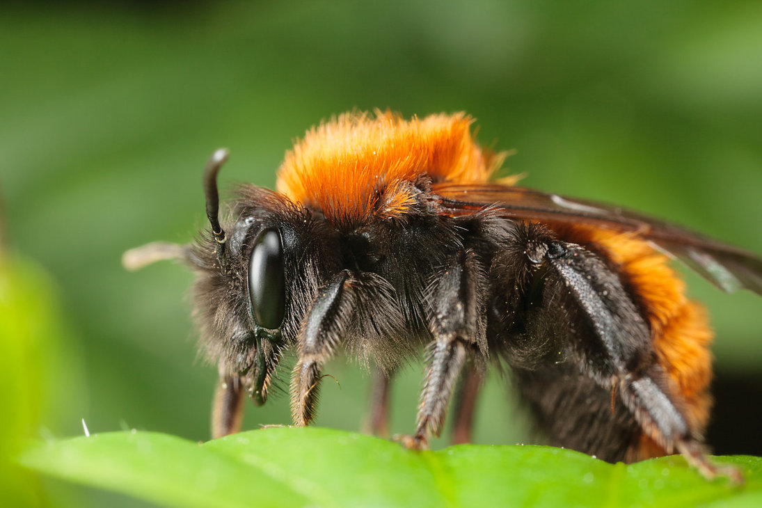 tawny mining bee